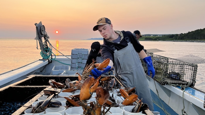 William Bernatchez place les homards dans les cylindres sur le bateau.