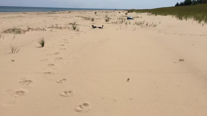 Des traces de caribou sur une plage de sable.