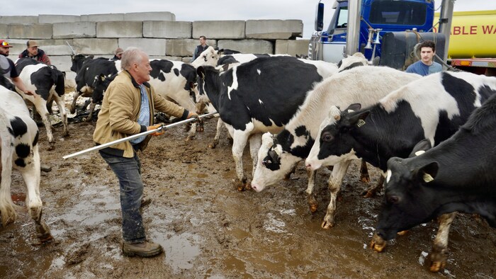 Un homme avec un bâton dirige des vaches vers un camion.