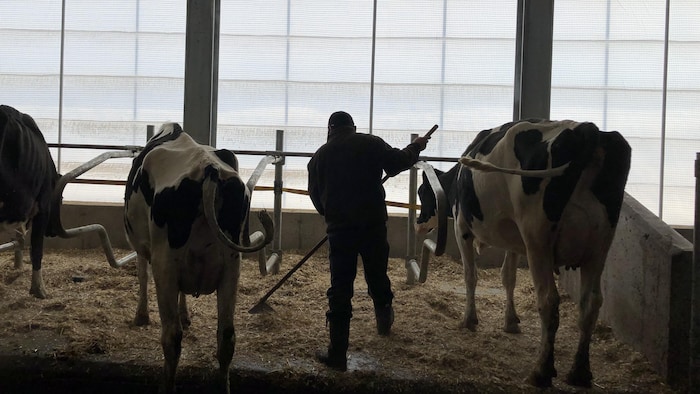 Un travailleur étranger temporaire au travail dans une ferme laitière.