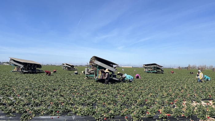 Des ouvriers récoltent des fraises dans un champ.