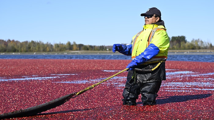 Un homme habillé de vêtements imperméables est debout jusqu'aux genoux dans une cannebergière rouge vif et tient de la main droite un instrument qui s'apparente à un grand filet.