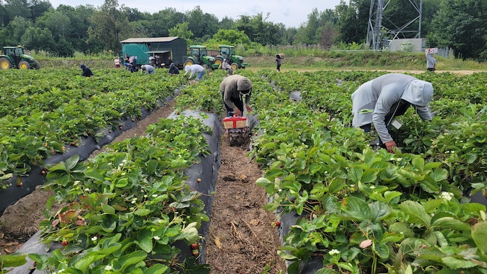 Des travailleurs étrangers sont penchés au-dessus des plants de fraises. Ils récoltent les fruits qu'ils déposent dans des paniers installés sur des chariots à roulettes.