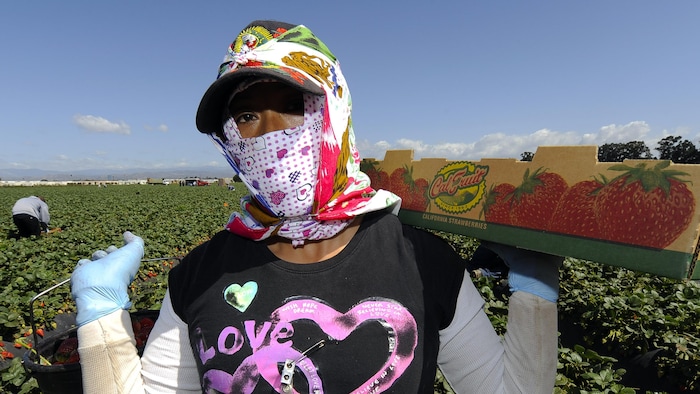 Une femme qui porte une casquette et un foulard décoré de coeurs roses pour se protéger du soleil est debout dans un champ, fait face à la caméra et tient par-dessus son épaule une boîte remplie de fraises qu'elle vient de cueillir.
