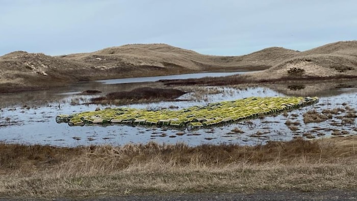 Des casiers dans un milieu humide avec des dunes derrière.