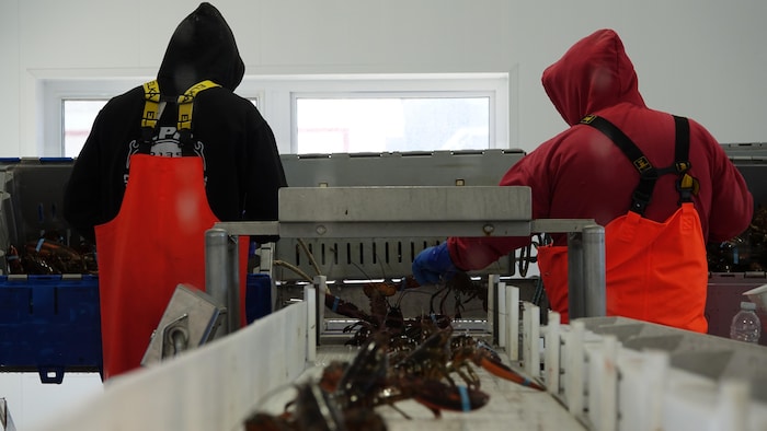 Deux hommes de dos placent des homards sur une trieuse automatique dans l'usine de Fruits de mer Madeleine à Havre-aux-Maisons.