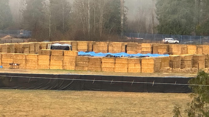 Des bâches recouvrent le corps d'autruches, à l'intérieur d'un enclos.