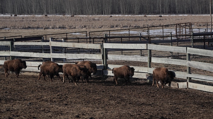 Un groupe de bisons dans un enclos, au parc national Elk Island, près d'Edmonton, le 13 avril 2026.