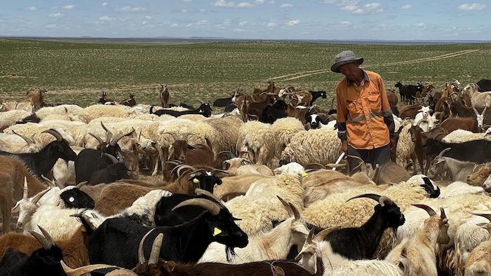 Des chèvres et des moutons sur la steppe.