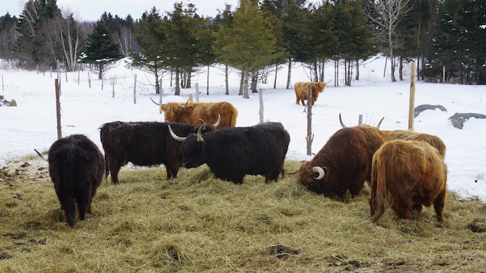 Des vaches Highland mangent du foin dans un enclos extérieur. 