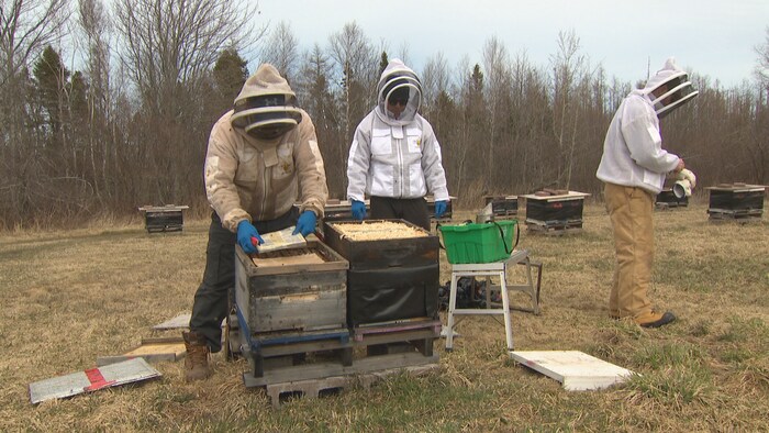 Troy Fraser et ses étudiants ouvrent des ruches.