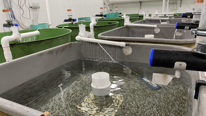 Des alevins dans un bassin.