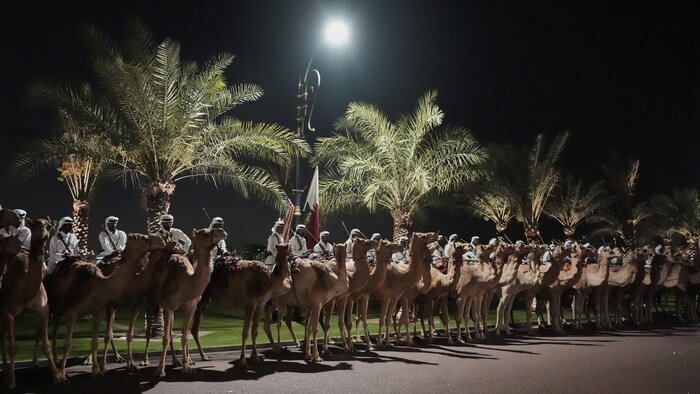 Des gardes sont assis sur des chameaux, le soir, devant des palmiers.