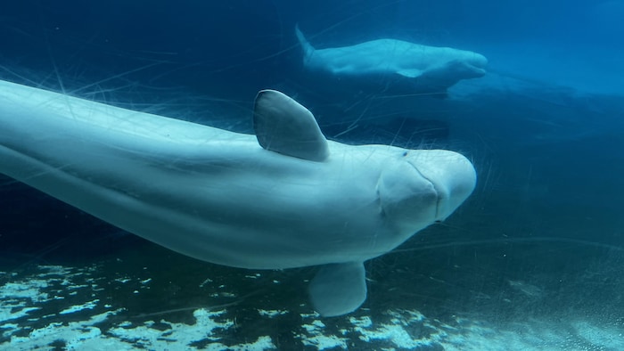 Des bélugas nagent dans un bassin au parc d'attractions Marineland à Niagara Falls, en Ontario, le vendredi 9 juin 2023.