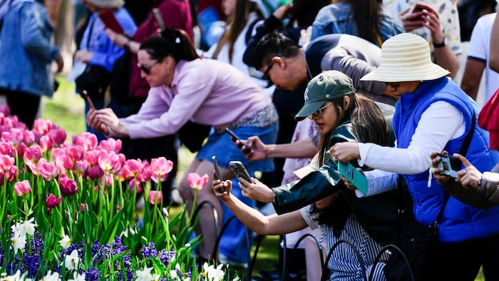Des gens photographient les tulipes.