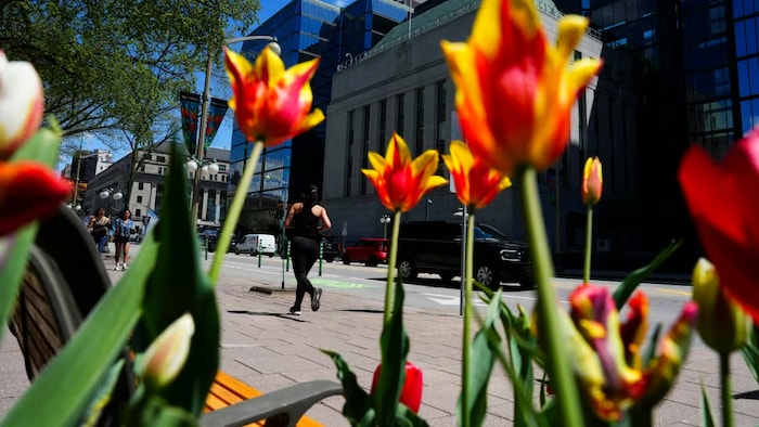Des tulipes sur la rue Wellington à Ottawa.