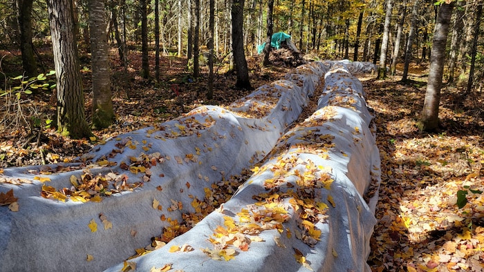 Les tunnels en géotextile où poussent les morilles de Vincent Leblanc, en pleine forêt dans les Laurentides.