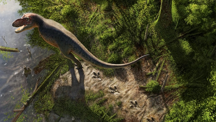 Reconstitution artistique de la piste laissée par un T. rex.
