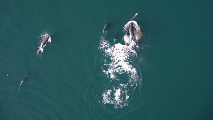 Des orques, des dauphins et des marsouins de Dall interagissent en surface entre leurs plongées de recherche de nourriture.