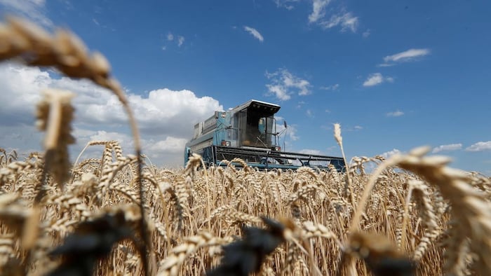 Una máquina agrícola cosecha trigo.