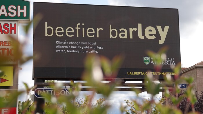 Un panneau publicitaire de l'Université de l'Alberta à l'ouest d'Edmonton avec écrit en gros « Beefier barley », de l'orge costaude comme un boeuf.