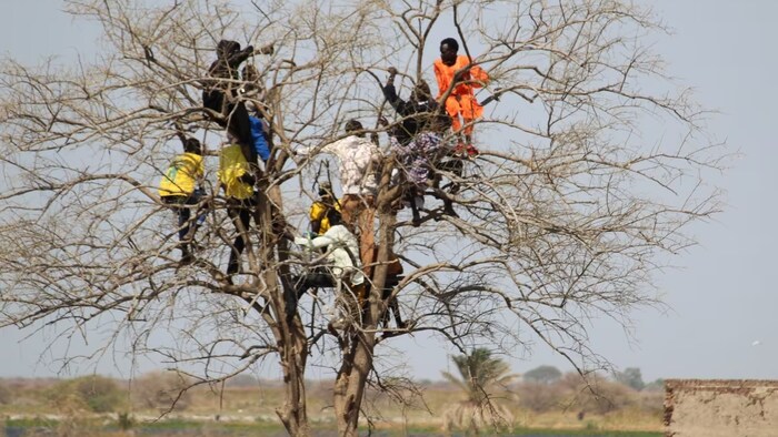 People who've recently fled the violence in Sudan to South Sudan climb a tree at the border, trying to a catch a mobile phone signal to tell family and friends they are safe. (Stephanie Jenzer/CBC)