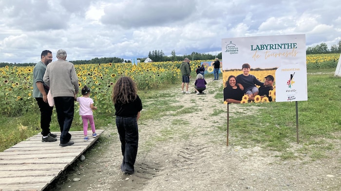 Des gens marchent en s'approchant d'un champ de tournesols.