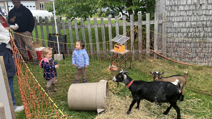 Des petites chèvres dans un enclos devant de jeunes enfants.