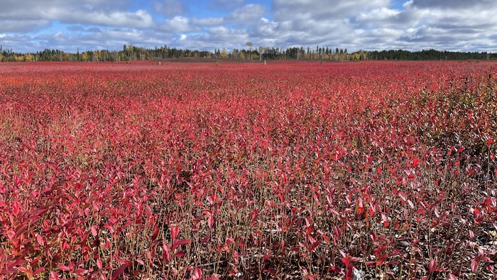 Un champ de bleuets à l'automne. 