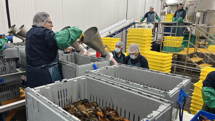Vue d'ensemble de la ligne de transformation du homard. Des travailleurs ensachent des homards.