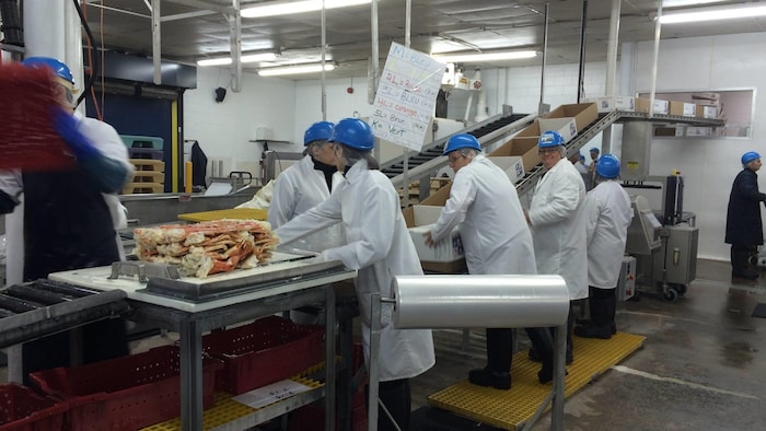 Des employés travaillent à la chaîne près d'un convoyeur où se trouvent des crabes de neige décortiqués.