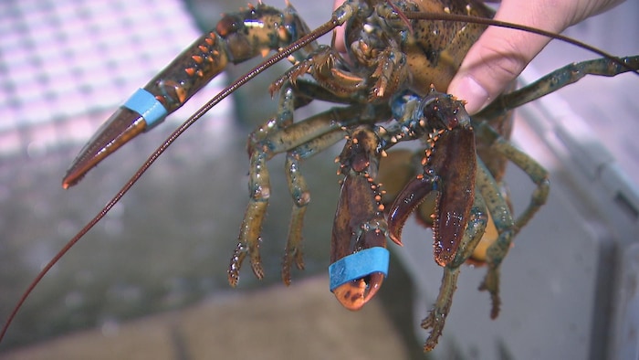Une main tient un homard aux pinces fermées par un élastique.