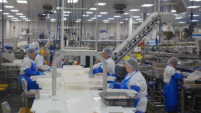 Des travailleurs coiffés de filets sur les cheveux et portant de grand tabliers s'affairent devant un grand comptoir dans une usine de transformation.