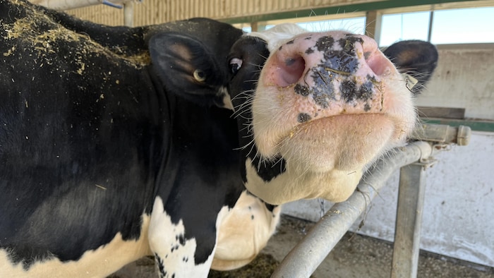 Une vache, le nez tourné vers la caméra.