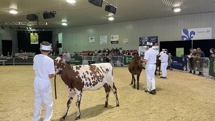 Un garçon habillé de blanc conduit une vache brun et blanc dans un enclos.