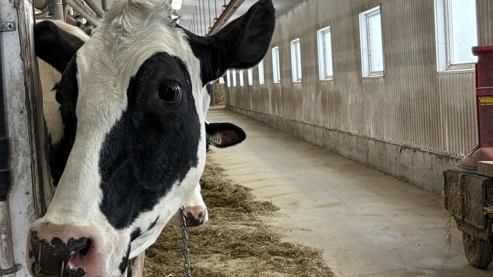 Une vache de la ferme Marso.