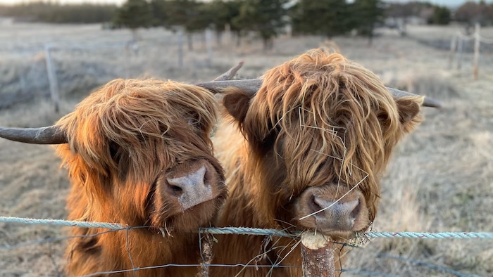 Deux vaches Highland derrière une clôture.
