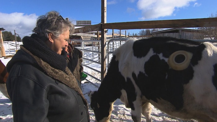 Une dame se tenant à côté d'une vache.
