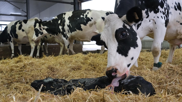 Une vache lèche son nouveau-né dans la paille. 