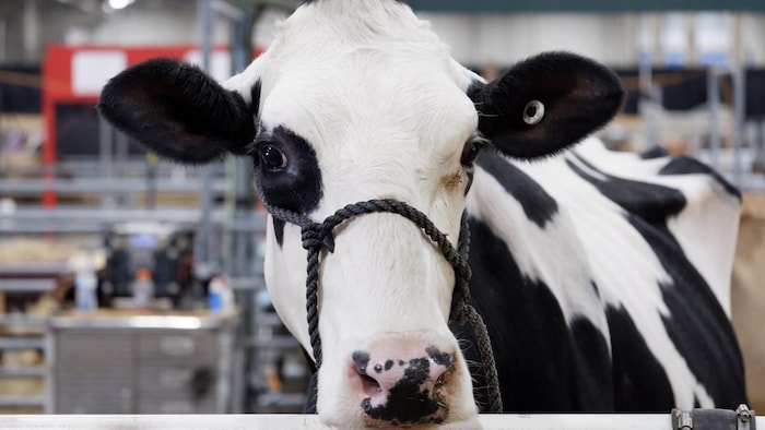 Une vache laitière en Pennsylvanie.