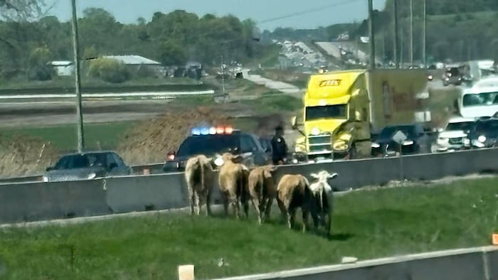 Des vaches en bordure d'autoroute.