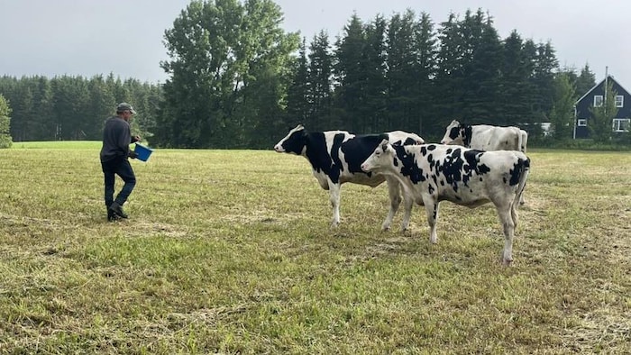 Trois vaches suivent un homme.