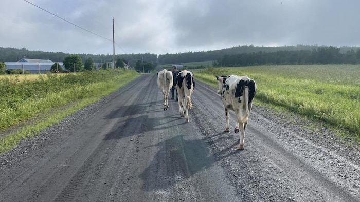Trois vaches suivent une personne pour retourner à l'étable sur un chemin de terre.