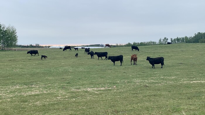 Une quinzaine de vaches dans un champ entre Dupuy et Normétal en Abitibi-Témiscamingue.