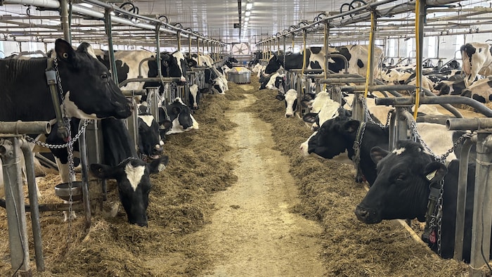 Des vaches dans une ferme.