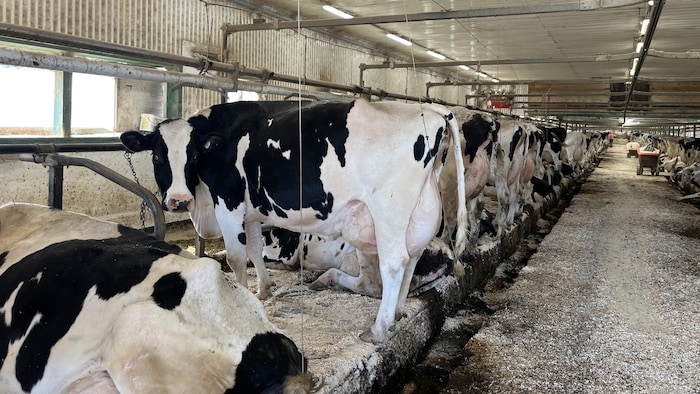 Des vaches dans une étable.
