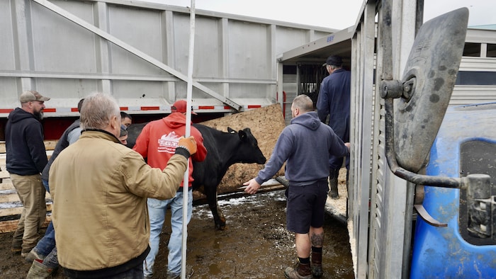 Des personnes guident une vache vers une remorque. 
