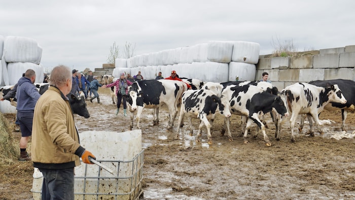 Un groupe de personnes guide un petit troupeau vaches. 