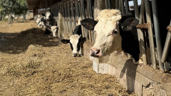 Des vaches laitières au Sénégal.