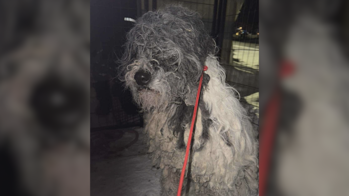 Un chien très sale et ébouriffé.